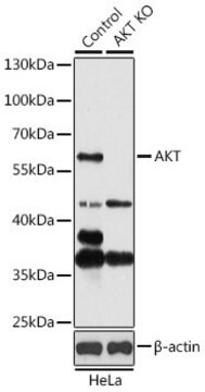 Anti-AKT1 antibody produced in rabbit