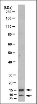 Anti-PTHrP Antibody, clone 4C4.1 clone 4C4.1, from mouse