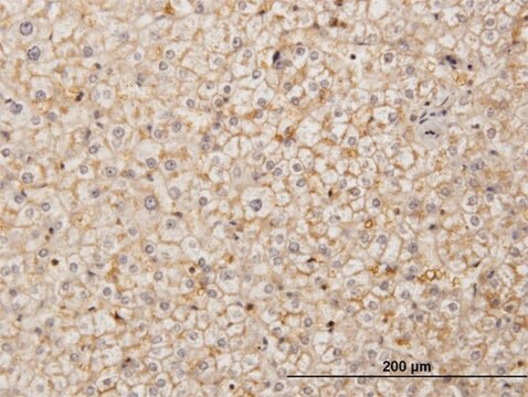 Monoclonal Anti-SDF2 antibody produced in mouse clone 3G7-1D6, purified immunoglobulin, buffered aqueous solution