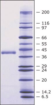 Renin human BioUltra, recombinant, expressed in mammalian cells, &#8805;90&#160;unit/&#956;g protein, &#8805;98% (SDS-PAGE)