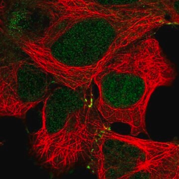 Anti-MAP2K4 antibody produced in rabbit Prestige Antibodies&#174; Powered by Atlas Antibodies, affinity isolated antibody