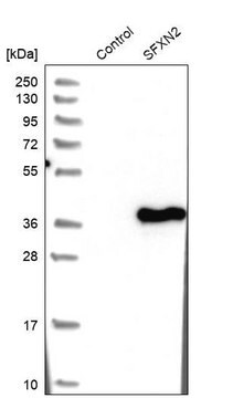 Anti-SFXN2 antibody produced in rabbit Prestige Antibodies&#174; Powered by Atlas Antibodies, affinity isolated antibody, buffered aqueous glycerol solution