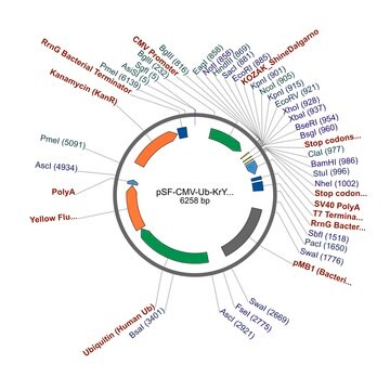 PSF-CMV-UB-KRYFP - MAMMALIAN YFP REPORTER VECTOR plasmid vector for molecular cloning