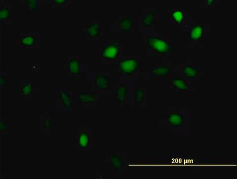 Anti-ANKRD1 antibody produced in mouse IgG fraction of antiserum, buffered aqueous solution