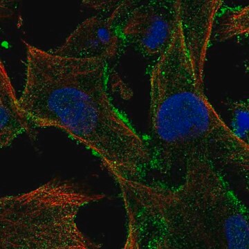 Anti-TBC1D10A antibody produced in rabbit Prestige Antibodies&#174; Powered by Atlas Antibodies, affinity isolated antibody