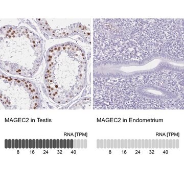 Anti-MAGEC2 antibody produced in rabbit Prestige Antibodies&#174; Powered by Atlas Antibodies, affinity isolated antibody, buffered aqueous glycerol solution