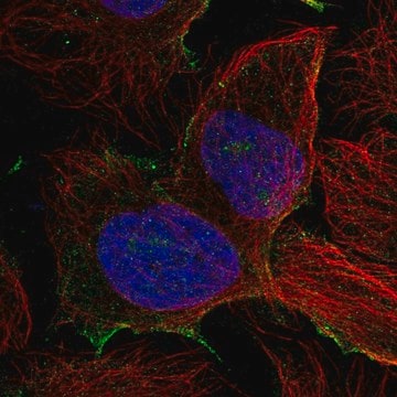 Anti-PDZD8 antibody produced in rabbit Prestige Antibodies&#174; Powered by Atlas Antibodies, affinity isolated antibody