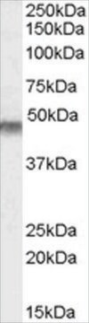 Anti-KCNJ11/KATP antibody produced in goat affinity isolated antibody, buffered aqueous solution