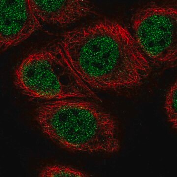 Anti-C11orf71 antibody produced in rabbit Prestige Antibodies&#174; Powered by Atlas Antibodies, affinity isolated antibody