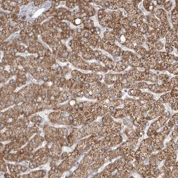 Anti-ADAMTSL3 antibody produced in rabbit Prestige Antibodies&#174; Powered by Atlas Antibodies, affinity isolated antibody, buffered aqueous glycerol solution