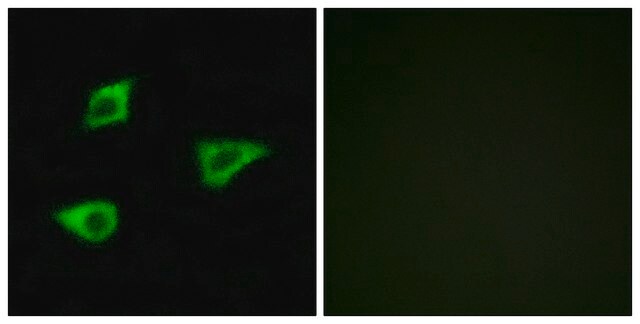 Anti-CHRM4 antibody produced in rabbit affinity isolated antibody