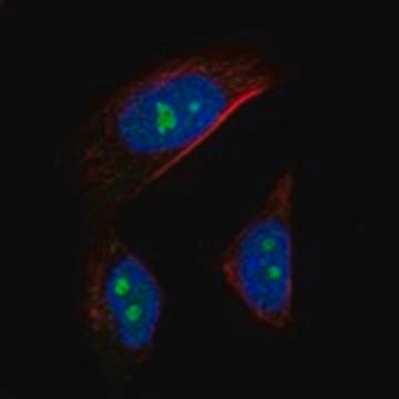 Anti-AATF antibody produced in rabbit Prestige Antibodies&#174; Powered by Atlas Antibodies, affinity isolated antibody, buffered aqueous glycerol solution