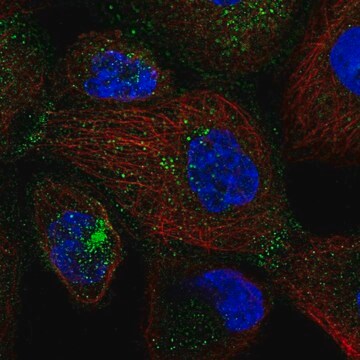 Anti-SEC24D antibody produced in rabbit Prestige Antibodies&#174; Powered by Atlas Antibodies, affinity isolated antibody