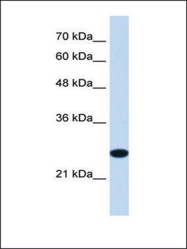 TMEM109 antibody Western AV49804