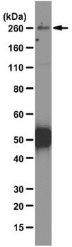 Anticuerpo anti-nineína, clon 79-160-7 clone 79-160-7, from mouse