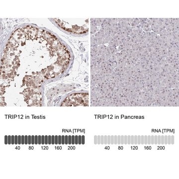 Anti-TRIP12 antibody produced in rabbit Prestige Antibodies&#174; Powered by Atlas Antibodies, affinity isolated antibody, buffered aqueous glycerol solution