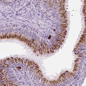 Anti-LCN10 antibody produced in rabbit Prestige Antibodies&#174; Powered by Atlas Antibodies, affinity isolated antibody, buffered aqueous glycerol solution