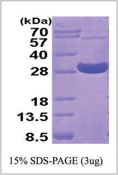 PRDX 4 human recombinant, expressed in E. coli, &#8805;90% (SDS-PAGE)