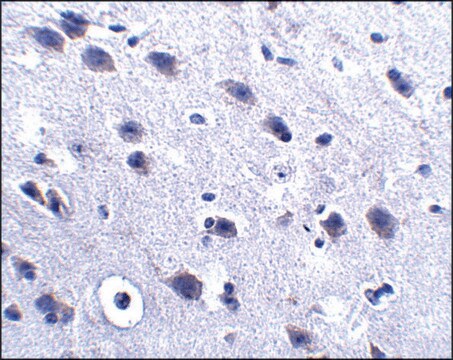 Anti-LRFN2 antibody produced in rabbit affinity isolated antibody, buffered aqueous solution