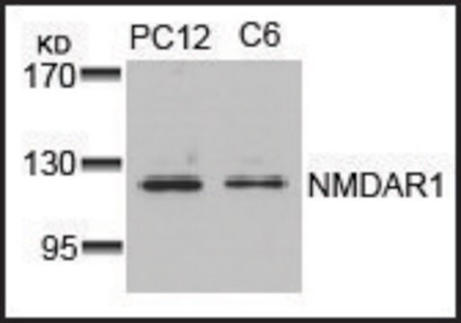 Anti-GRIN1 (Ab-896) antibody produced in rabbit affinity isolated antibody