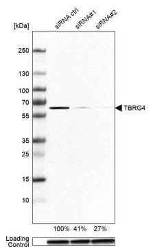 Anti-TBRG4 antibody produced in rabbit Prestige Antibodies&#174; Powered by Atlas Antibodies, affinity isolated antibody, buffered aqueous glycerol solution