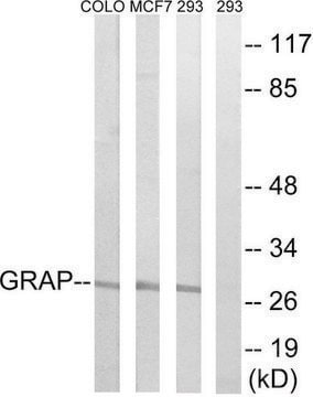 Anti-GRAP antibody produced in rabbit affinity isolated antibody