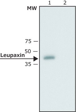 Anti-Leupaxin (N-terminal) antibody produced in rabbit affinity isolated antibody, buffered aqueous solution