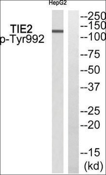 Anti-phospho-TIE2 (pTyr992) antibody produced in rabbit affinity isolated antibody