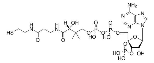 Coenzyme A (free acid) Avanti Research&#8482; - A Croda Brand 870700P, powder