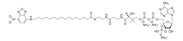 16-NBD-16:0 Coenzyme A Avanti Research&#8482; - A Croda Brand 810705P, powder