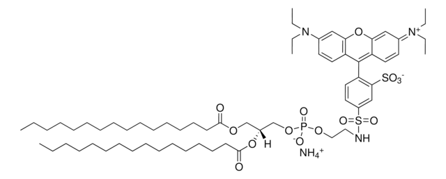 16:0 Liss Rhod PE Avanti Research&#8482; - A Croda Brand