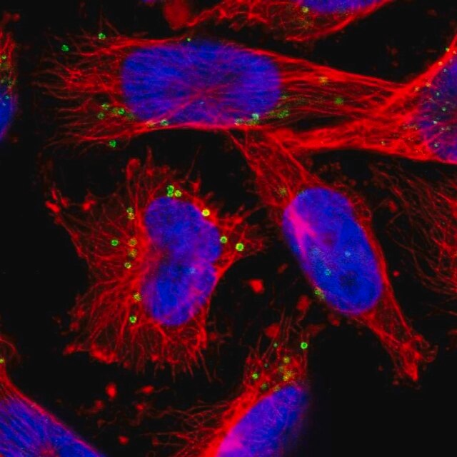 Anti Fgd6 Antibody Produced In Rabbit Prestige Antibodies Powered By Atlas Antibodies Affinity Isolated Antibody Buffered Aqueous Glycerol Solution