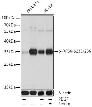 Anti-Phospho-DRP1-S637 Antibody Produced In Rabbit | Sigma-Aldrich