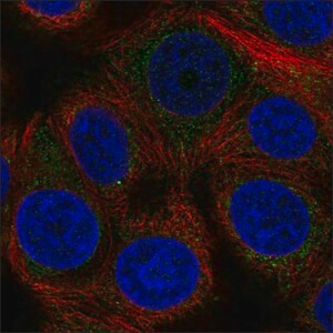 Anti-DCAF15 antibody produced in rabbit Prestige Antibodies&#174; Powered by Atlas Antibodies, affinity isolated antibody