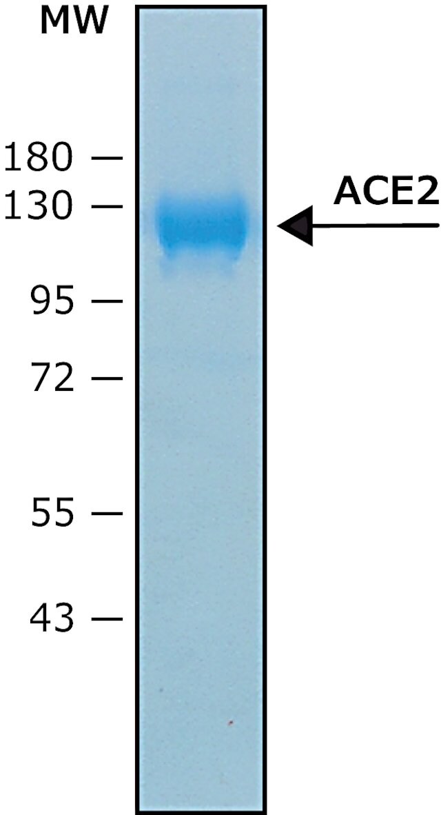 Angiotensin Converting Enzyme 2 Ace2 Biotin ged Human Recombinant u Mg Expressed In Hek 293 Cells