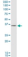 Monoclonal Anti-HHEX antibody produced in mouse clone 1A5, purified ...