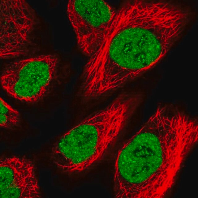 Anti Zfhx4 Antibody Produced In Rabbit Prestige Antibodies Powered By Atlas Antibodies Affinity Isolated Antibody Buffered Aqueous Glycerol Solution