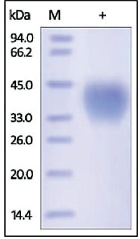 Cd48 Bcm1 Slamf2 Human Recombinant Expressed In Hek 293 Cells 95 Sds Page