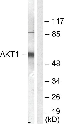 ANTI-AKT ANTIBODY PRODUCE | Merck Life Sciences Thailand