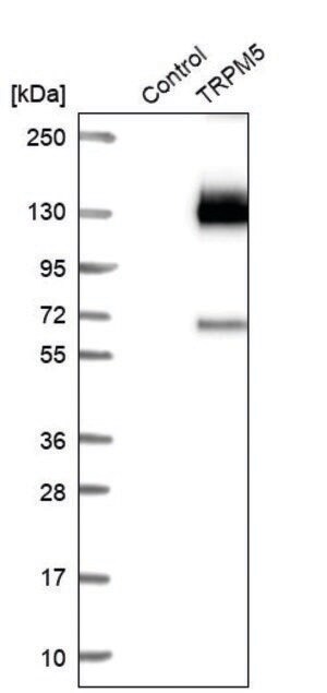 Anti-TRPM5 antibody produced in rabbit Prestige Antibodies&#174; Powered by Atlas Antibodies, affinity isolated antibody, buffered aqueous glycerol solution