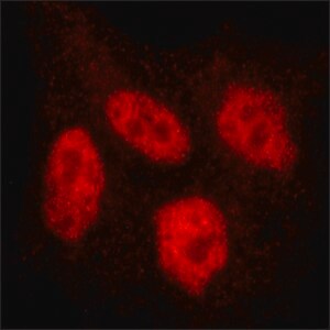 Oligodendrocyte Marker O4 monoclonal antibody Flow Cytometry ...