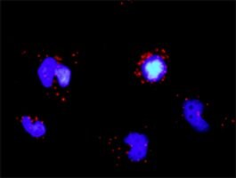 traf protein scaffold