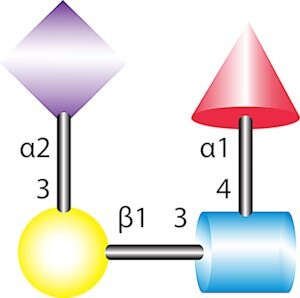 3 Sialyl Lewis A Tetrasaccharide 92448 22 1