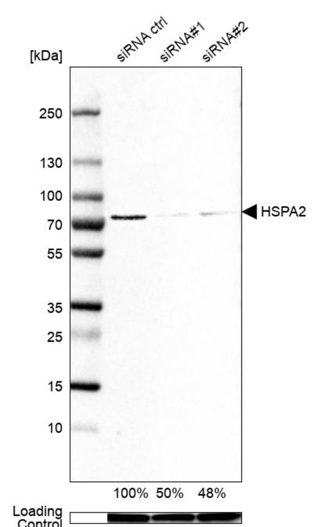 Anti Hspa2 Antibody Produced In Rabbit Prestige Antibodies Powered By Atlas Antibodies Affinity Isolated Antibody Buffered Aqueous Glycerol Solution