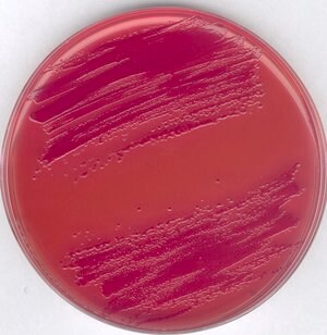 Novobiocin | Sigma-Aldrich