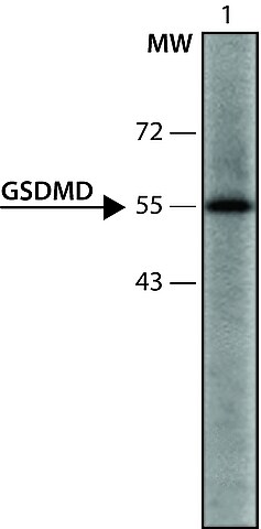 Anti Gsdmd 126 138 Antibody Produced In Rabbit Igg Fraction Of Antiserum Buffered Aqueous Solution