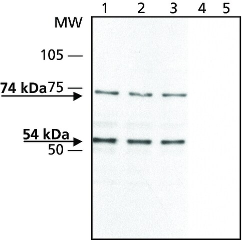 ANTI-SYNAPSIN II | Merck Life Sciences Thailand