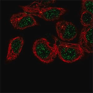 Anti-CAMSAP3 antibody produced in rabbit Prestige Antibodies&#174; Powered by Atlas Antibodies, affinity isolated antibody