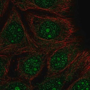 Filipin III solution suitable for staining Sigma