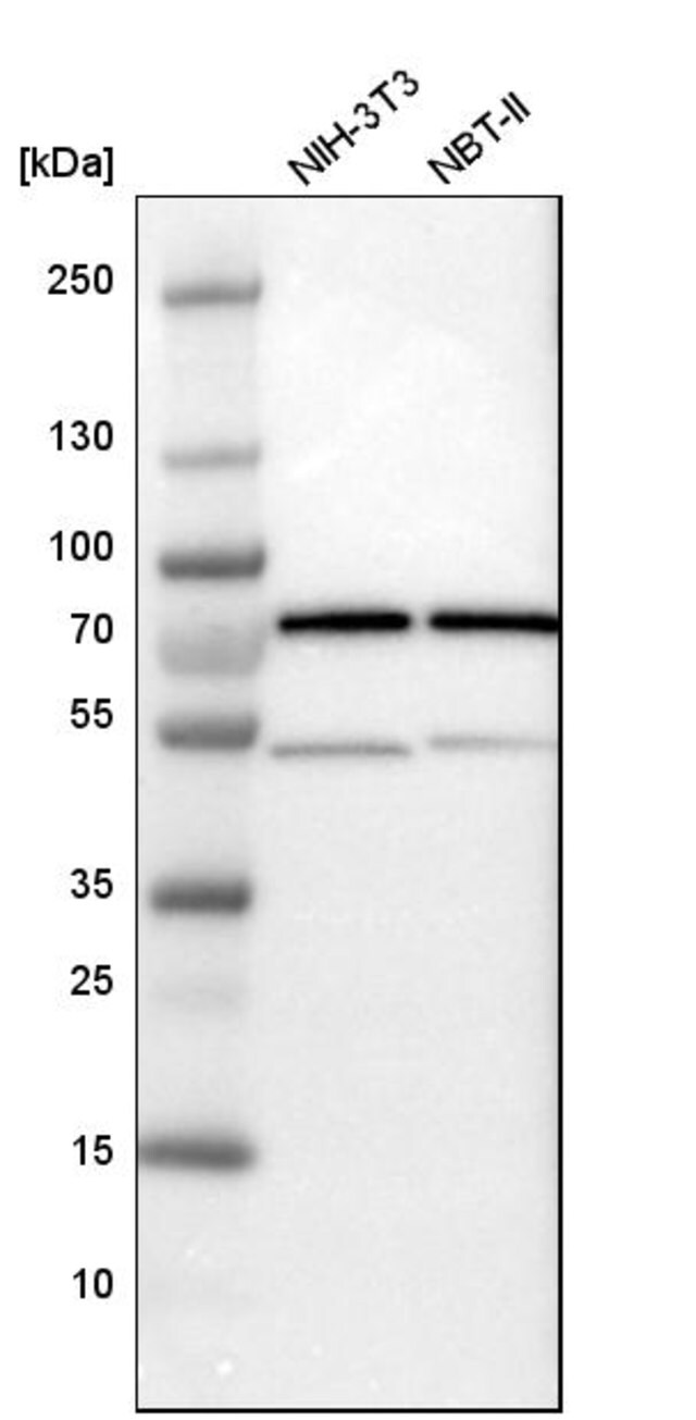 Anti Hspa2 Antibody Produced In Rabbit Prestige Antibodies Powered By Atlas Antibodies Affinity Isolated Antibody Buffered Aqueous Glycerol Solution